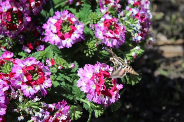 A hummingbird moth drinks nectar from one of the lantana plants blooming in the gardens at Washington and Broadway in Tecumseh. Countywide &amp; Sun/Natasha Dunagan