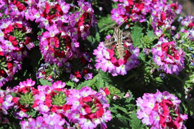 A hummingbird moth drinks nectar from one of the lantana plants blooming in the gardens at Washington and Broadway in Tecumseh. Countywide &amp; Sun/Natasha Dunagan