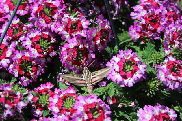 A hummingbird moth drinks nectar from one of the lantana plants blooming in the gardens at Washington and Broadway in Tecumseh. Countywide &amp; Sun/Natasha Dunagan