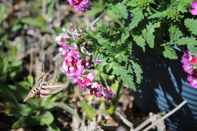A hummingbird moth drinks nectar from one of the lantana plants blooming in the gardens at Washington and Broadway in Tecumseh. Countywide &amp; Sun/Natasha Dunagan