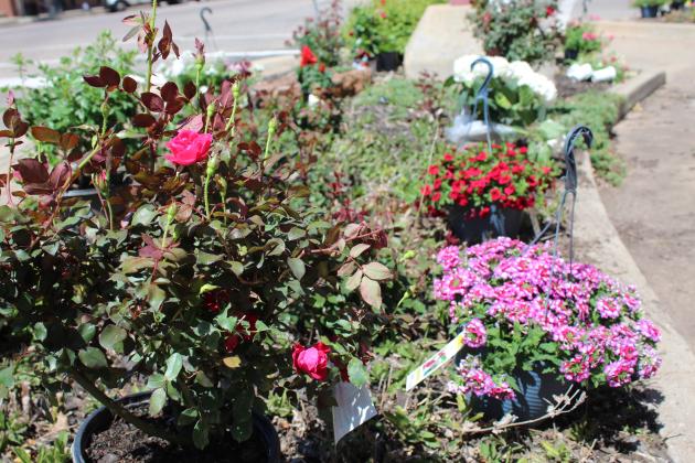 One of Tecumseh's street corner gardens