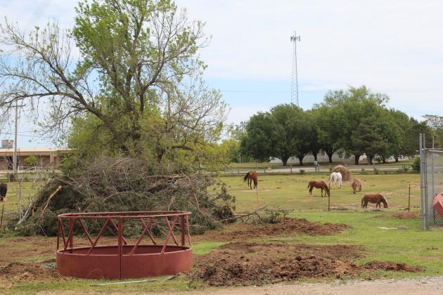 After the tornadoes on April 19, some of the 16 horses at One Day Ranch Rescue graze in the front pasture, beyond a pile of debris from trees. Countywide &amp;amp; Sun/Natasha Dunagan