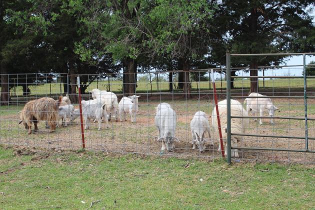 The goats at 1 Day Ranch Rescue go about grazing a couple days after the events on April 19. One baby goat was sucked out of their enclosure and one mama goat went into labor.