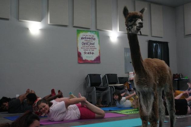 Library Presents Yoga With Alpacas, FBC Tecumseh Hosts