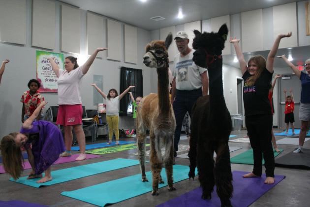 Library Presents Yoga With Alpacas, FBC Tecumseh Hosts