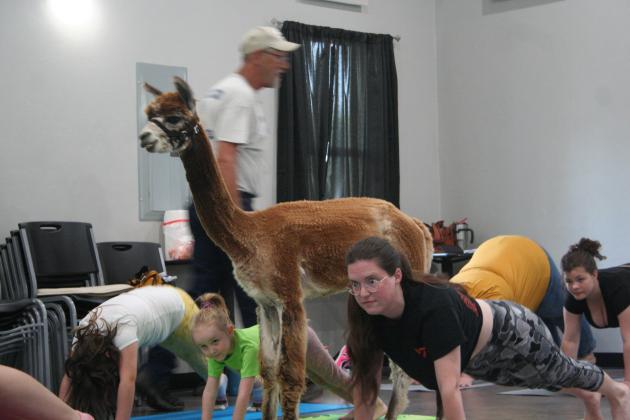 Library Presents Yoga With Alpacas, FBC Tecumseh Hosts