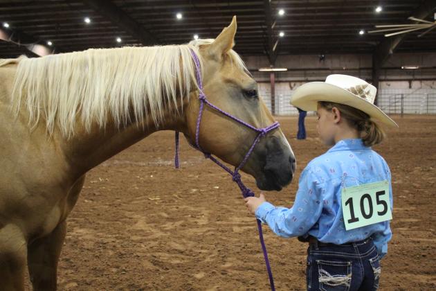 Pharra Nieman of Tecumseh 4-H shows her horse Cowboy in the Gelding 6 and Up class of the 4-H and FFA Horse Show on Sept. 7. Nieman won the Gold Belt Buckle High Point Award. Countywide &amp; Sun/Natasha Dunagan