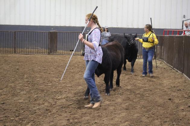 Grace Loman and Mackenzie Sullivan, both of Bethel FFA, show their heifers in the Beef Show of the Pottawatomie County Free Fair on Sept. 8. Countywide &amp; Sun/Natasha Dunagan