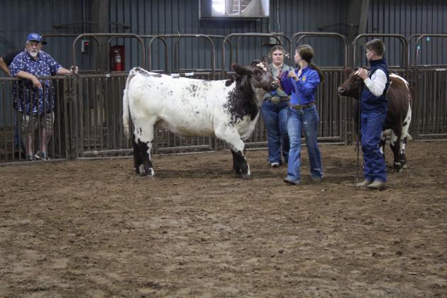 Helen Spears and Taylor Marrs, both of Tecumseh FFA, show during the Pott. County Free Fair Beef Show on Sept. 8 in the Shorthorn Heifer division. Countywide &amp; Sun/Natasha Dunagan