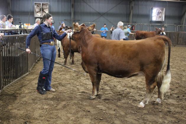 Rylee Williams, with Tecumseh FFA, shows her Simmental heifer in the Beef Show of the Pottawatomie County Free Fair on Sept. 8. Countywide &amp; Sun/Natasha Dunagan