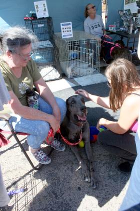 Tecumseh junior Olivia Murdock pets Baloo, the Great Dane, who is led by his foster owner Molly Orman of Meeker at the Saving Pets at Risk (SPAR) booth during Tecumseh's Frontier Days on Sept. 30. SPAR is a non-profit organization in Shawnee which helps abandoned pets throughout Pottawatomie County. Countywide &amp; Sun/Natasha Dunagan