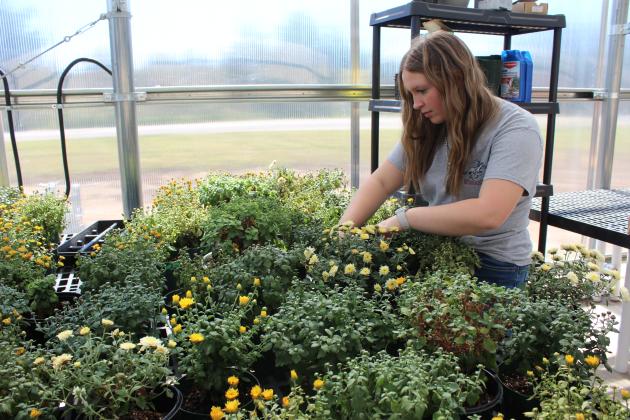 McLoud horticulture student Dani Easley prunes the mums on the clearance table during the McLoud FFA Plant Sale on Oct. 19. The two-day sale was the first one since McLoud High School's climate-controlled greenhouse was completed. They are planning another sale with succulents, bedding plants, vegetables, and hanging baskets available in April. Countywide &amp; Sun/Natasha Dunagan