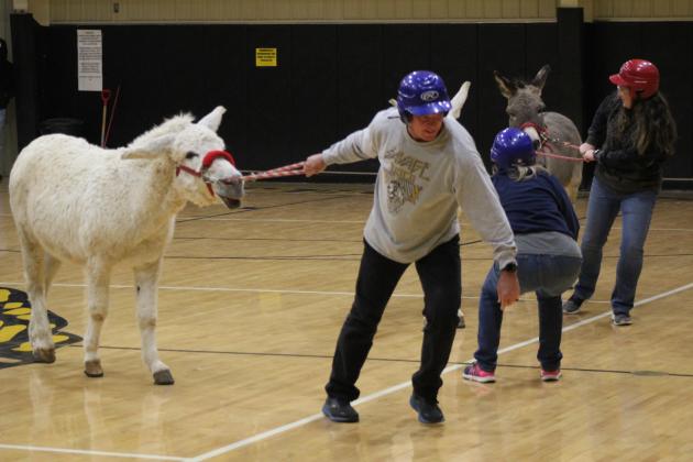 Donkey Basketball