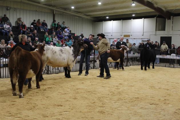 Congratulated by Judge Dexter Matlock, Michael Kelsey won the Adult Showmanship division of the Tecumseh 4-H and FFA Local Livestock Show, Feb. 17. His fellow competitors in the finals were, from left, Sara McGaha, Randy Gilbert and Aaron Williams. Countywide &amp; Sun/Natasha Dunagan