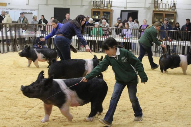 Fourth-grader Evelyn Seton, Jenny Branson, Maci Flowers and Hailey Townsend show their Hampshires in the Tecumseh 4-H and FFA Local Livestock Show, Feb. 17. Countywide &amp; Sun/Natasha Dunagan