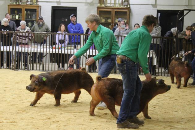 Brothers Lane Laughlin and Cooper Laughlin show their Duroc pigs in the Swine Show of the Tecumseh 4-H and FFA Local Livestock Show, Feb. 17. Emma Rodgers also competed in that class. Countywide &amp; Sun/Natasha Dunagan