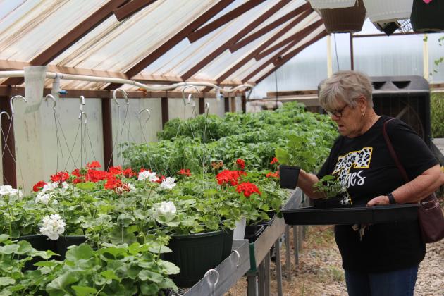 Retired Krouch Elementary Principal Louise McLin selects some geraniums at the annual Tecumseh High School FFA Plant Sale.