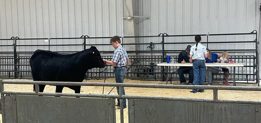 Taycie Baker, of Bethel, gives her sales pitch to the judges, as her brother Bryar handles Lovey, one of her Limousin heifers, during the Limousin Field Days and OK Junior Cattlemen's Association Summer Preview Show in Stillwater, May 30-June 1. Baker won first in her age division in Sales Talk, third in the Speech Contest, and she was selected as Junior Limousin Ambassador for next year. Photo provided.