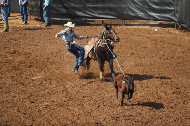 Rowdy John Pino, of McLoud, jumps from his horse to tie down a calf during the International Finals Youth Rodeo on the morning of July 12. Countywide &amp; Sun/Natasha Dunagan