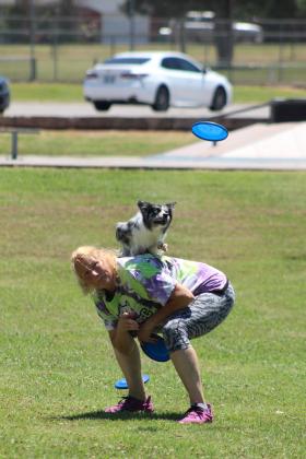 Miss Demeanor, or "Demmy," runs along the back of Jamee Salley as she focuses on a frisbee at the Tornado Alley Disc Dogs presentation at Slick Humphrey Park on June 27. The Disc Dog show was part of the Tecumseh Pioneer Library Systems Summer Learning Challenge. Three dogs performed: Demmy the mini-Australian Shepherd, 20 months, and Suzie Q, 6, and Rayna, 4, both Border Collies. Salley, along with Jeff Savage, of Blanchard, spoke about safety around dogs, as well. Countywide &amp; Sun/Natasha Dunagan