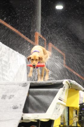 One of the dogs in the Fetch N’ Fish Dog Show and Noodling Demo emerges from the tank after leaping in to catch a float and has a good shake during the Outdoor Network Expo at FireLake Arena on Aug. 9.