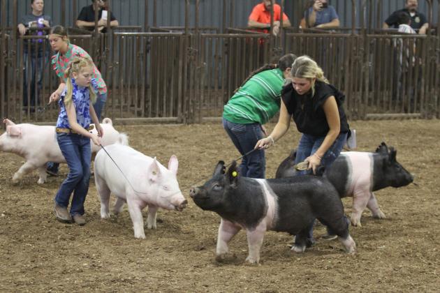 Four exhibitors participate in the Market Swine division of the Pottawatomie County Free Fair Swine Show on Sept. 7. Shown, from left, are Kayse Higdon, Ryleigh Guderian, Finley Wilson and Austyn Wood. Higdon, Wilson and Wood are all from McLoud FFA, and Higdon and Wilson were showing pigs belonging to Wood. Guderian is from Bethel 4-H. Tatum Smith, of North Rock Creek 4-H, won Grand Champion in this division with her Berkshire, and Wood won Reserve with her Crossbred. Countywide &amp; Sun/Natasha Dunagan