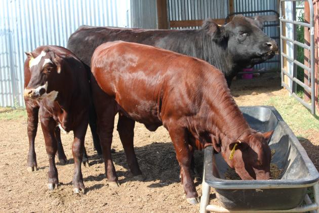 Santa Gertrudis heifers, Dakota and Harley Quin, both seven months, and Maine-tainer Brownie, one and a half years, owned by sisters Grace and Callie Loman of Bethel, gather around the feed trough. The two younger cows won Grand Champion and Reserve Grand Champion in the Oklahoma State Fair Santa Gertrudis Junior Class recently. Countywide &amp; Sun/Natasha Dunagan
