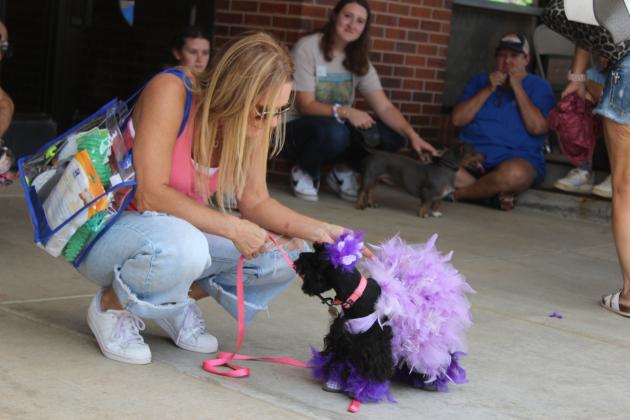 Leann Adams, owner of the Bow Wow Barber Shop, looks over her dog Hazel's costume after winning the "Best Dressed" category of the Frontier Days Dog Show, held at Tecumseh City Hall on Sept. 28. The dog show was sponsored by Tecumseh Vet Clinic. Countywide &amp; Sun/Natasha Dunagan