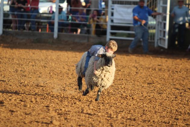Beckett Yahola, 5, of Shawnee, rides a sheep in the Mutton Busting category of the Tecumseh Round-Up Club Rodeo on Sept. 28 after the Frontier Days festival. Yahola was the winner in this division. Countywide &amp; Sun/Natasha Dunagan