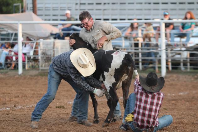 Members of the 3F Cattle Company team participate in the Wild Cow Milking division of the Tecumseh Round-Up Club Rodeo on Sept. 28 after the Frontier Days festival.. Five other ranches or cattle companies also competed in roping events at the rodeo. Countywide &amp; Sun/Natasha Dunagan
