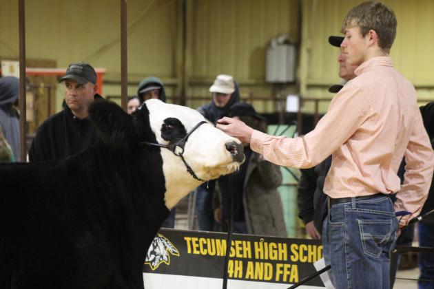 Tecumseh's Austin Ramsey shows his Simmental in the Tecumseh Livestock Show, organized by the Tecumseh High School 4-H and FFA Booster Club, on Feb. 8. Countywide &amp; Sun/Natasha Dunagan