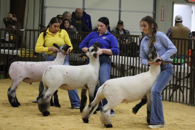 Tecumseh agriculture students, not in order, Jessica Rushing, Abbi Jordan and Sara Chapman show their sheep in the Tecumseh Livestock Show on Feb. 8. Countywide &amp; Sun/Natasha Dunagan