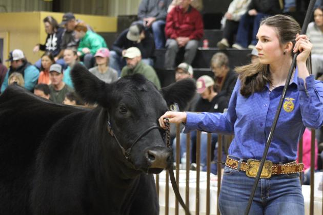 Rylee Williams shows her Simmental in the Tecumseh Livestock Show, organized by the Tecumseh High School 4-H and FFA Booster Club, on Feb. 8. Countywide &amp; Sun/Natasha Dunagan