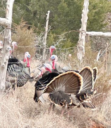 Did you know a gathering of turkeys is called a rafter? This rafter of toms was recently shared with us. We also received a photo of hundreds of hens in the same vicinity. Turkey season doesn’t start until Apr. 16. Countywide &amp; Sun/Patti Poteete
