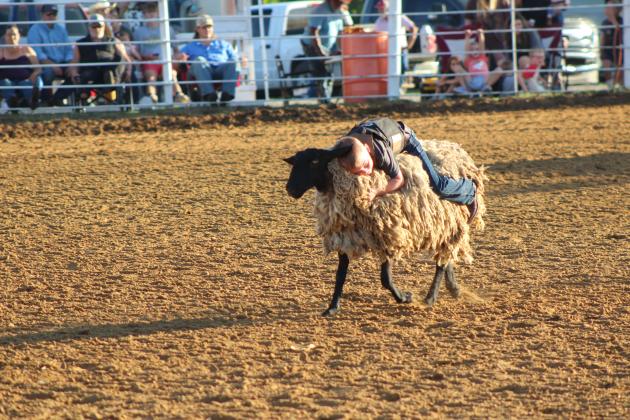 Bentlee Bruce of Maud hangs on to his sheep in the Mutton Bustin' event of the 79th Annual Maud Roundup Rodeo, held at the Maud Rodeo Arena on July 18th and 19th. Kids could also participate in the Calf Scramble and money in the dirt on both days.