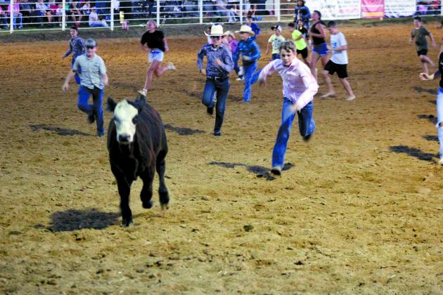 Children, ages 12 and under, run after one young cow to grab the ribbon from its tail during the Calf Scramble at the 79th Annual Maud Roundup Rodeo on July 19. They also offered mutton bustin' and money in the dirt at the two-day event, held at the Maud Rodeo Arena.