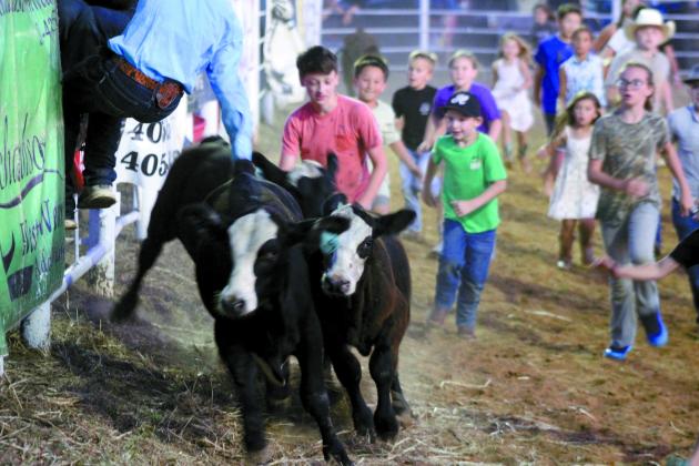 Children, ages 12 and under, run after three young bovines to grab the ribbons from their tails during the Calf Scramble at the 79th Annual Maud Roundup Rodeo on July 19. They also offered mutton bustin' and money in the dirt at the two-day event, held at Maud Rodeo Arena.