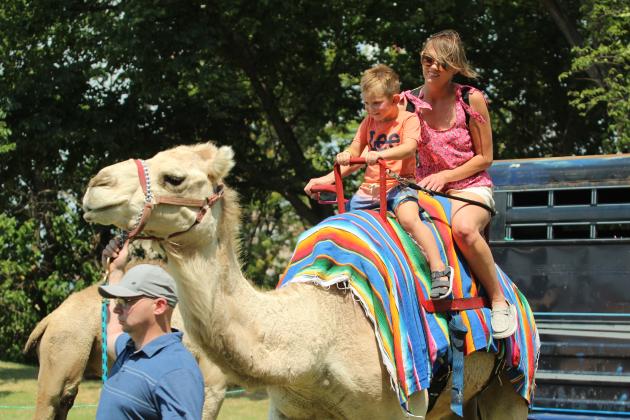 Camels Unlimited Rides