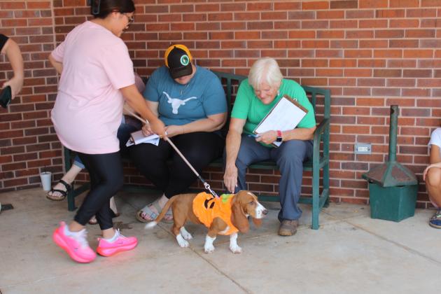 Pet Show - Georgia