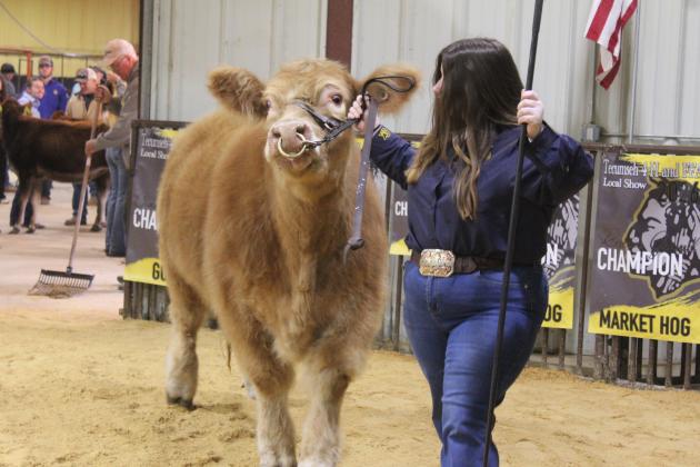 Tecumseh senior Olivia Rawlins shows her Charolais steer during the Tecumseh FFA &amp; 4-H Booster Club Local Livestock Show at the THS barn on Jan. 18. Rawlins won Champion Market Steer.