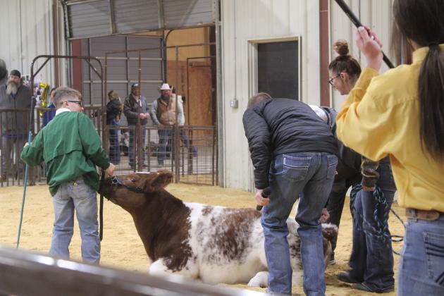 A Shorthorn heifer led by Jimmie Spears decides to lay down and gets help from Livestock Judge Dax Delozier and a couple of other adults during the Tecumseh FFA &amp; 4-H Booster Club Local Livestock Show on Jan. 18. Spears later won Reserve Grand Steer.