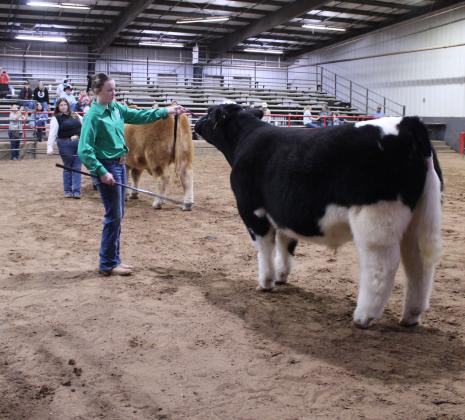 Olivia Rawlins of Tecumseh FFA and Taycie Baker of Bethel 4-H, in foreground, compete for Reserve Grand Champion Crossbred Steer during the Pottawatomie County Junior Livestock Show on Feb. 25. Baker won, followed by Rawlins in second and Jimmie Spears of Tecumseh 4-H  in third. Kimberly Holland of Tecumseh FFA won Grand Champion.