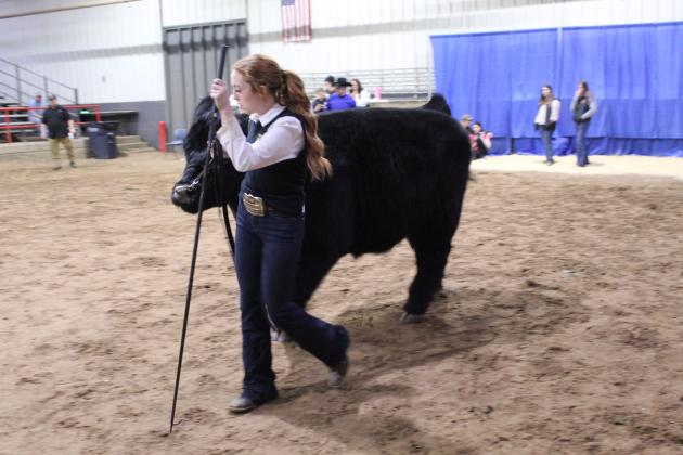 Kimberly Holland of Tecumseh FFA leads her steer out of the show ring after winning Breed Champion English AOB Steer at the Pottawatomie County Junior Livestock Show Beef Show on Feb. 25. She later won Grand Champion for the entire steer show.