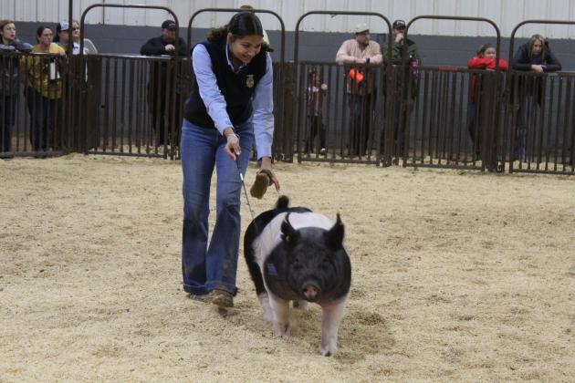 McKenzie Brummett of Macomb FFA exhibits in the Class 7 Crossbred division of the Pottawatomie County Junior Livestock Show Swine Show on Feb. 26. Brummett won this class.