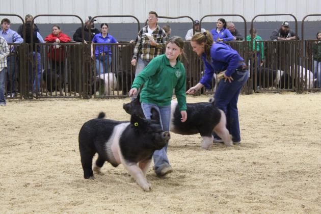 Gentri Peacock of Tecumseh 4-H and Channing Goodson of Tecumseh FFA are the final two in the Class 4 Crossbreds during the Pottawatomie County Junior Livestock Show Swine Show on Feb. 26. Peacock won the class, and Goodson was second, followed by Porter Nehl of Tecumseh FFA and McKenzie Brummett of Macomb FFA. Goodson won in Class 3 Crossbreds and Class 5 Hampshires. Brummett won in Class 7 Crossbreds.