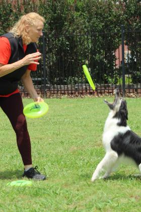 Jamee Salley tosses a Frisbee to Suzie Q during the Tornado Alley Disc Dogs performance at Tecumseh Public Library, June 7.
