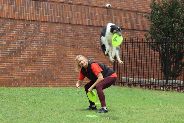 After jumping off the back of Jamee Salley, Suzie Q the Border Collie catches a Frisbee during the Tornado Alley Disc Dogs performance on the southern lawn of the Tecumseh Public Library, June 7. Salley and Jeff Savage brought several dogs to perform, and they also gave information about dog training. Savage said dog-friendly Frisbees will be flexible, such as the ones on their website. On Wed., June 17, Tecumseh's library is hosting "Get Moving with Tai Chi at the Park," 10 am, at Slick Humphrey Park.