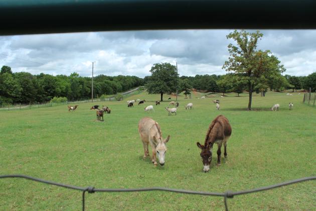 Donkeys and goats graze at Serenity Hollow Retreat Center, located between Tecumseh and Earlsboro on Kings Road, June 6. The two donkeys and around 44 goats are available for petting at this peaceful, 40-acre women's retreat, and licensed professional counselor Janet MacMillan is available for group well-being workshops.