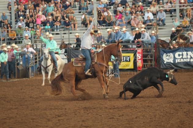 KJ Perkins of Lonegrove, OK, tries to heel when the steer decides to squat in team roping during the IFYR on the evening of July 16.
