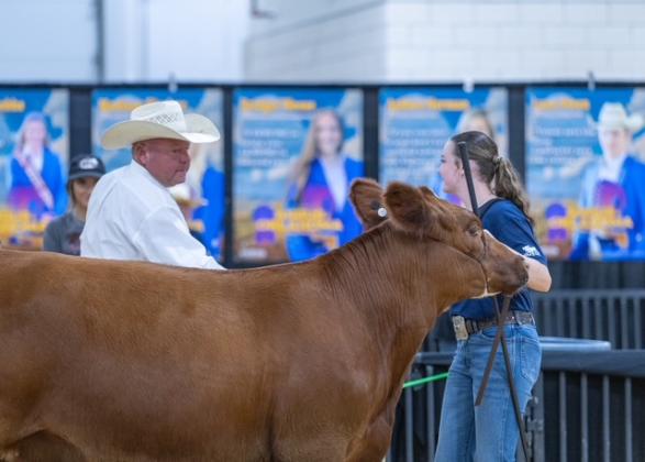 Taycie Baker shows her Red Angus heifer, Chili, and gets a handshake. Photo provided.